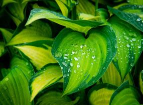 Bohyška 'Gold Standard' - Hosta 'Gold Standard'