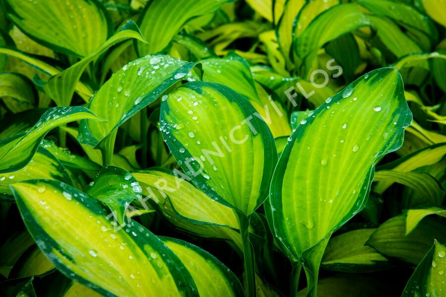 Bohyška 'Gold Standard' - Hosta 'Gold Standard'