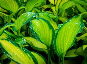 Bohyška 'Gold Standard' - Hosta 'Gold Standard'