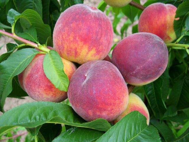 Broskvoň raná 'Dixired' - Prunus persica 'Dixired'