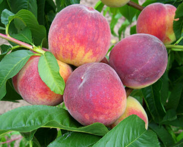 Broskvoň raná 'Dixired'