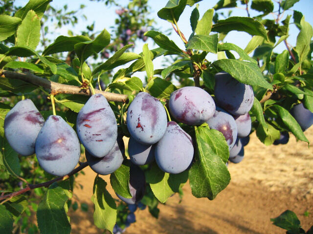 Švestka - středně raná 'Vajlevka' - Prunus domestica 'Vajlevka'