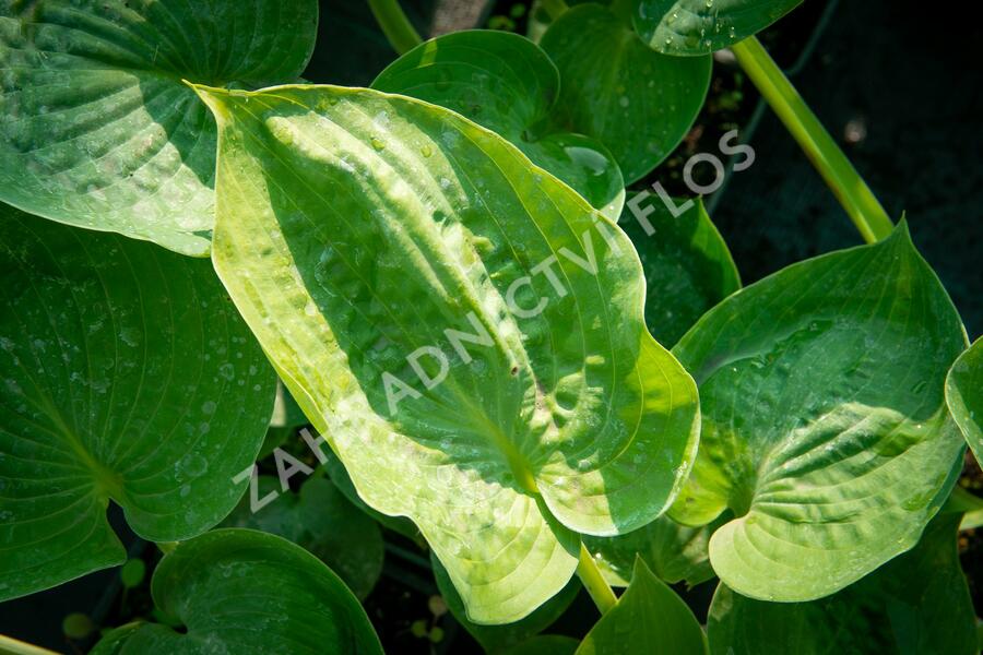 Bohyška 'Hyacinthina' - Hosta fortunei 'Hyacinthina'