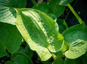 Bohyška 'Hyacinthina' - Hosta fortunei 'Hyacinthina'