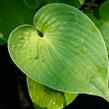 Bohyška 'Hyacinthina' - Hosta fortunei 'Hyacinthina'