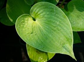 Bohyška 'Hyacinthina' - Hosta fortunei 'Hyacinthina'