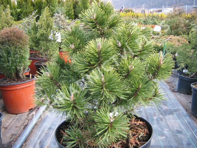Borovice pyrenejská 'Globosa' - Pinus uncinata 'Globosa'