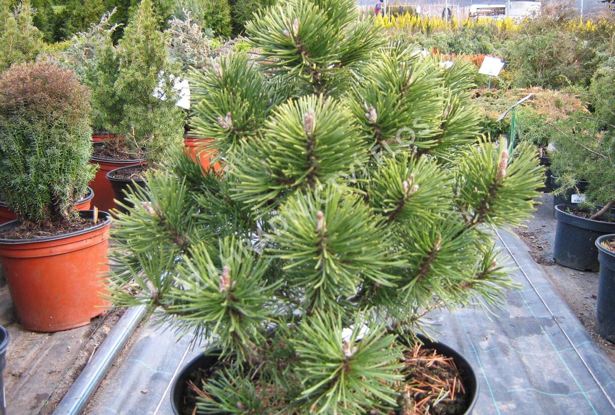 Borovice pyrenejská 'Globosa' - Pinus uncinata 'Globosa'