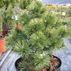 Borovice pyrenejská 'Globosa' - Pinus uncinata 'Globosa'