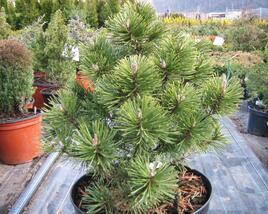 Borovice pyrenejská 'Globosa'