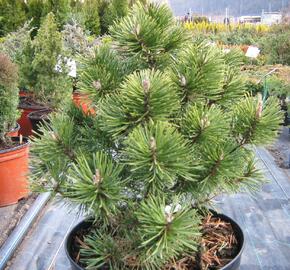 Borovice pyrenejská 'Globosa' - Pinus uncinata 'Globosa'