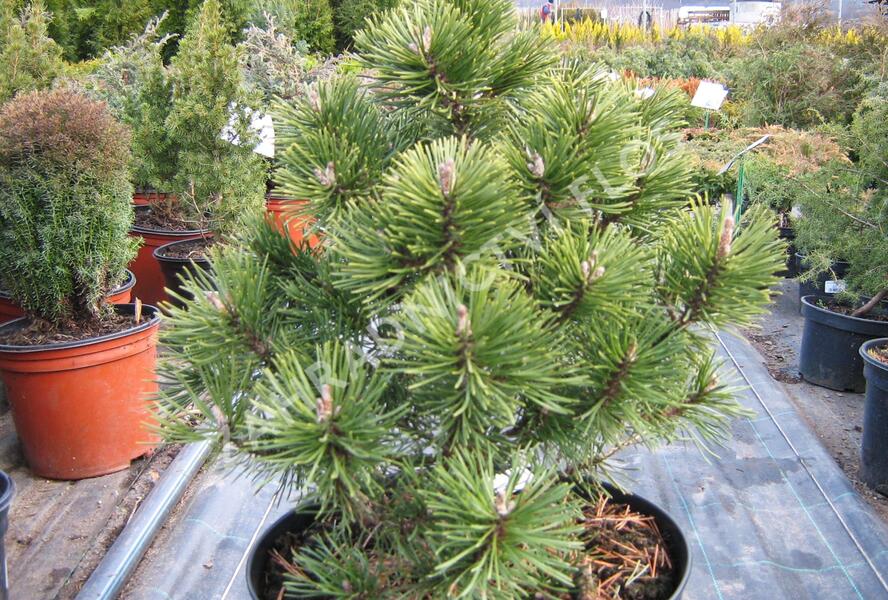 Borovice pyrenejská 'Globosa' - Pinus uncinata 'Globosa'