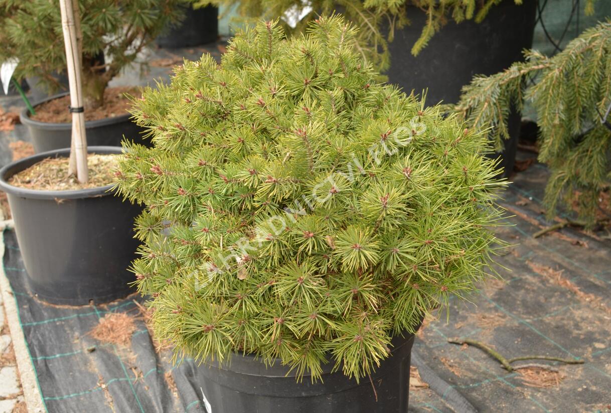 Borovice lesní 'Sandringham' - Pinus sylvestris 'Sandringham'