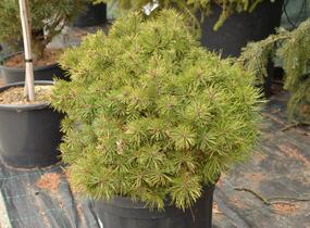 Borovice lesní 'Sandringham' - Pinus sylvestris 'Sandringham'
