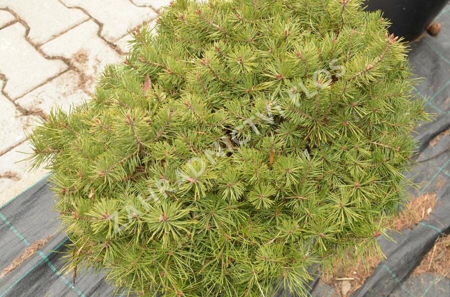 Borovice lesní 'Sandringham' - Pinus sylvestris 'Sandringham'