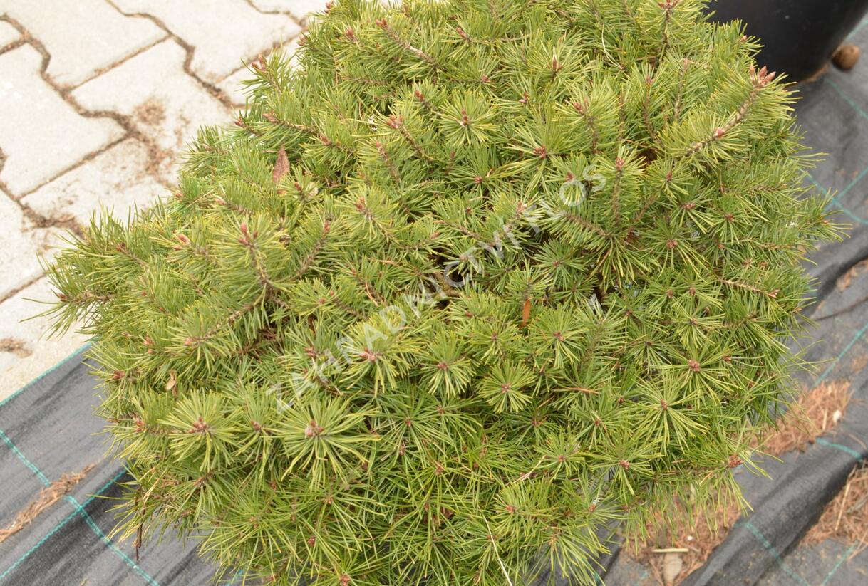 Borovice lesní 'Sandringham' - Pinus sylvestris 'Sandringham'