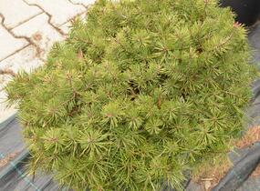 Borovice lesní 'Sandringham' - Pinus sylvestris 'Sandringham'