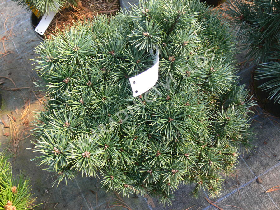 Borovice lesní 'Sandringham' - Pinus sylvestris 'Sandringham'