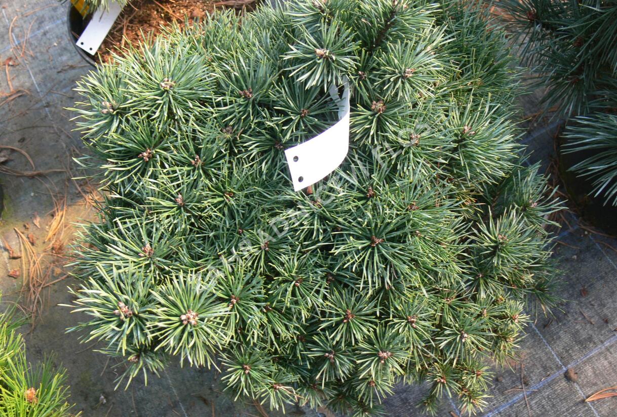 Borovice lesní 'Sandringham' - Pinus sylvestris 'Sandringham'