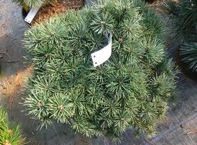 Borovice lesní 'Sandringham' - Pinus sylvestris 'Sandringham'