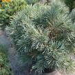 Borovice lesní 'Chantry Blue' - Pinus sylvestris 'Chantry Blue'