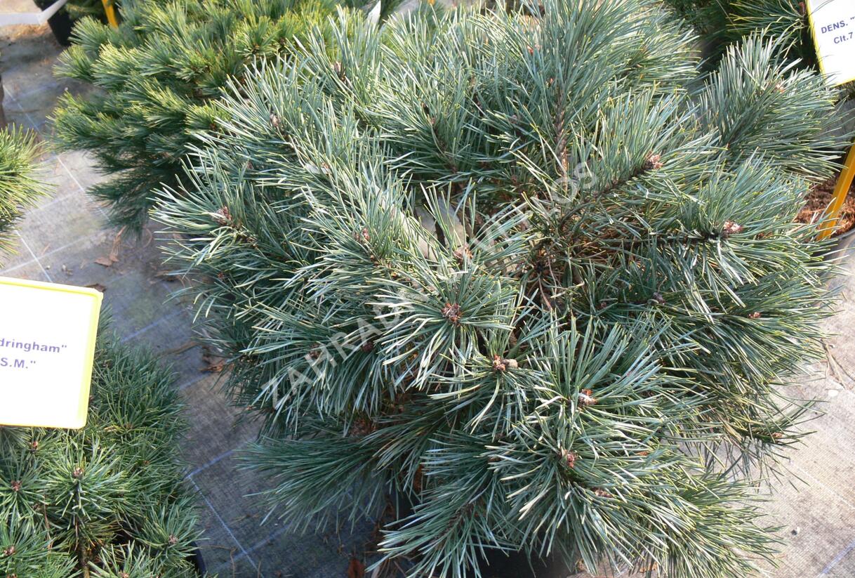 Borovice lesní 'Chantry Blue' - Pinus sylvestris 'Chantry Blue'