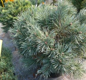 Borovice lesní 'Chantry Blue' - Pinus sylvestris 'Chantry Blue'
