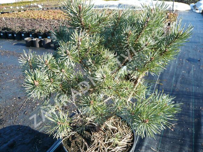 Borovice lesní 'Hoornibrockii' - Pinus sylvestris 'Hoornibrockii'