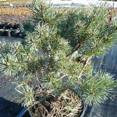Borovice lesní 'Hoornibrockii' - Pinus sylvestris 'Hoornibrockii'