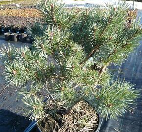 Borovice lesní 'Hoornibrockii' - Pinus sylvestris 'Hoornibrockii'