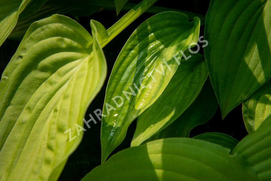 Bohyška 'Albopicta' - Hosta fortunei 'Albopicta'