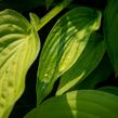 Bohyška 'Albopicta' - Hosta fortunei 'Albopicta'