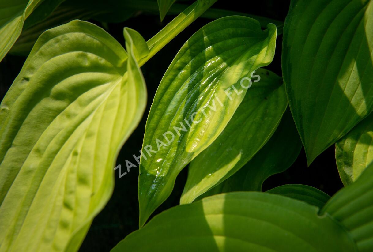 Bohyška 'Albopicta' - Hosta fortunei 'Albopicta'