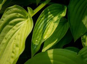 Bohyška 'Albopicta' - Hosta fortunei 'Albopicta'