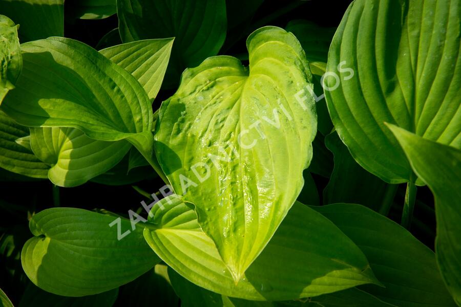 Bohyška 'Albopicta' - Hosta fortunei 'Albopicta'