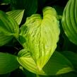 Bohyška 'Albopicta' - Hosta fortunei 'Albopicta'