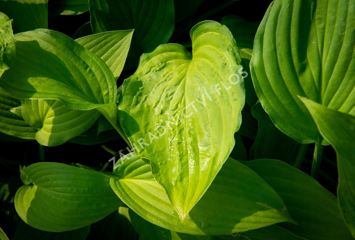 Bohyška 'Albopicta' - Hosta fortunei 'Albopicta'