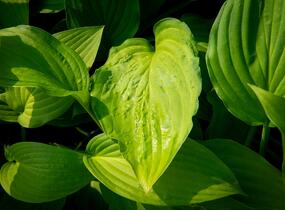 Bohyška 'Albopicta' - Hosta fortunei 'Albopicta'