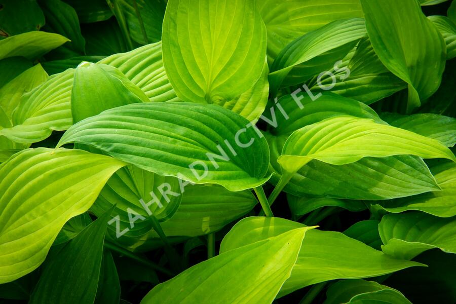 Bohyška 'Albopicta' - Hosta fortunei 'Albopicta'