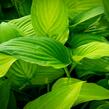 Bohyška 'Albopicta' - Hosta fortunei 'Albopicta'