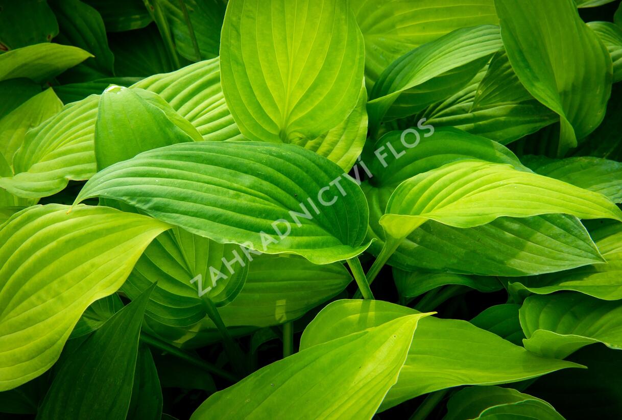 Bohyška 'Albopicta' - Hosta fortunei 'Albopicta'