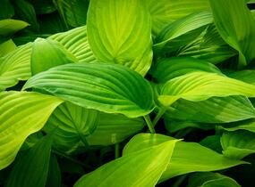 Bohyška 'Albopicta' - Hosta fortunei 'Albopicta'