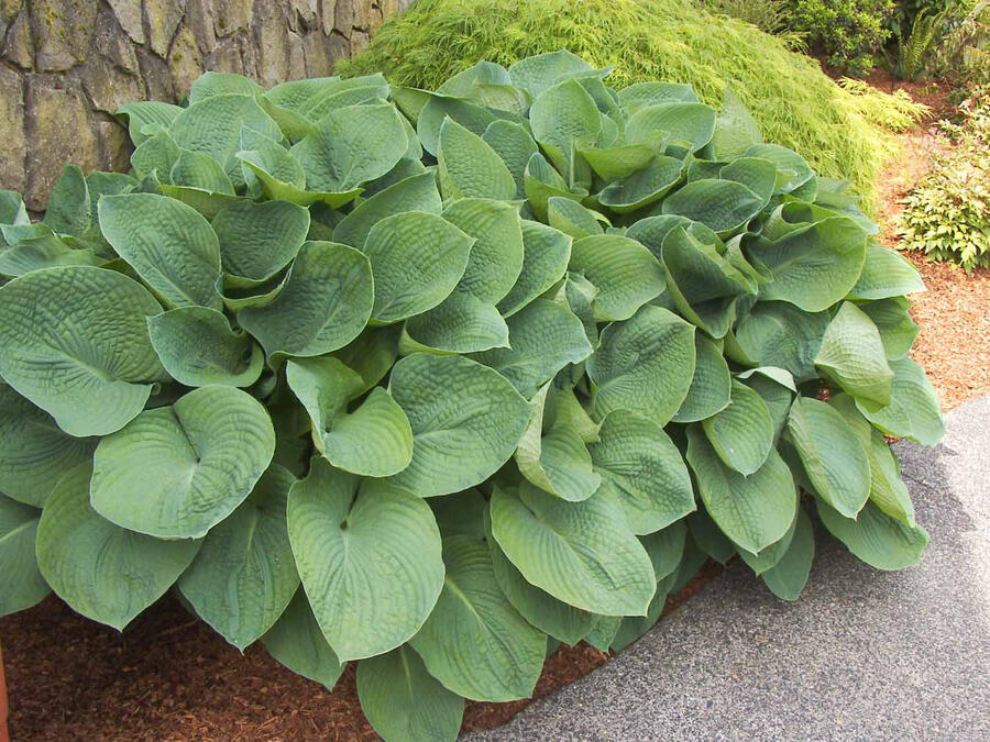 Bohyška 'Elegans' - Hosta sieboldiana 'Elegans'