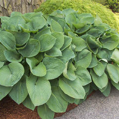 Bohyška 'Elegans' - Hosta sieboldiana 'Elegans'