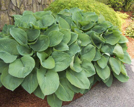 Bohyška 'Elegans'