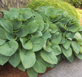 Bohyška 'Elegans' - Hosta sieboldiana 'Elegans'