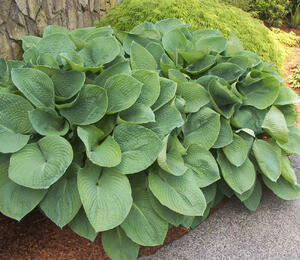 Bohyška 'Elegans' - Hosta sieboldiana 'Elegans'