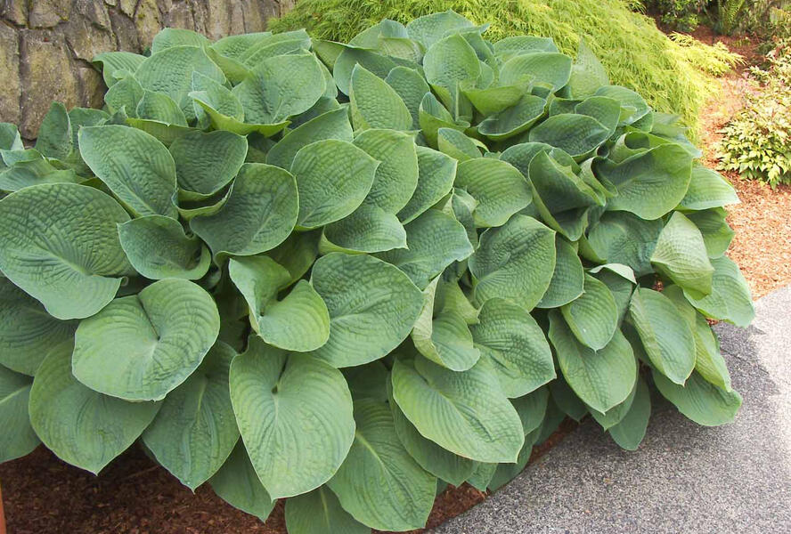 Bohyška 'Elegans' - Hosta sieboldiana 'Elegans'