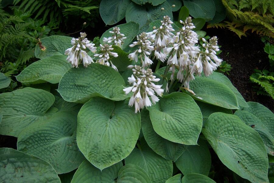 Bohyška 'Elegans' - Hosta sieboldiana 'Elegans'