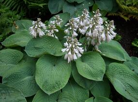 Bohyška 'Elegans' - Hosta sieboldiana 'Elegans'